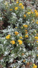 Eriophyllum staechadifolium