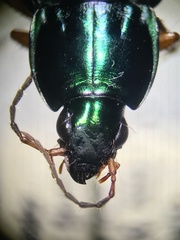Poecilus lucublandus