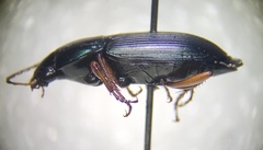 Poecilus lucublandus