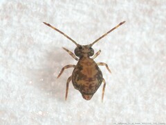 Ptenothrix renateae