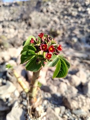 Jatropha excisa