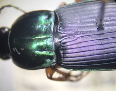 Poecilus lucublandus