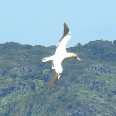 Morus serrator