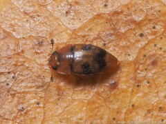 Epuraea ocularis