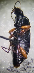 Poecilus lucublandus