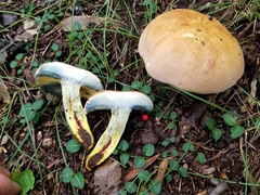 Boletus miniato-olivaceus