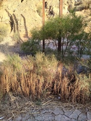 Prosopis strombulifera