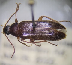 Hymenorus