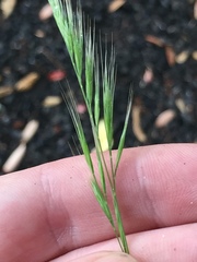Festuca bromoides