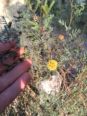 Prosopis strombulifera