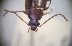 Hymenorus