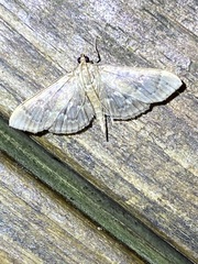 Herpetogramma aeglealis