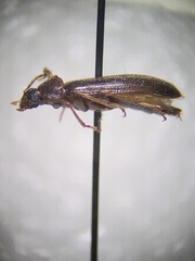 Hymenorus