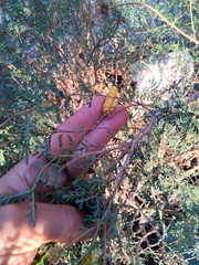 Prosopis strombulifera