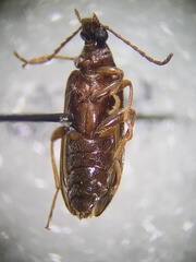 Hymenorus