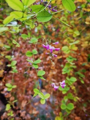 Lespedeza