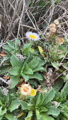 Erigeron glaucus