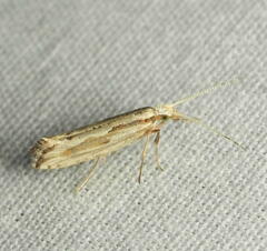 Plutella porrectella