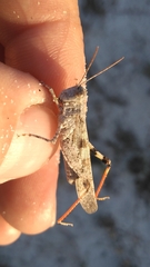 Trimerotropis maritima