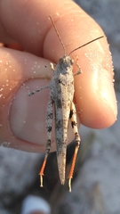 Trimerotropis maritima