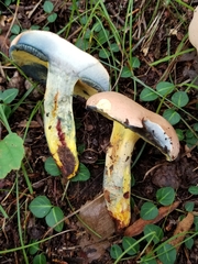 Boletus miniato-olivaceus