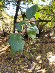 Alnus incana tenuifolia