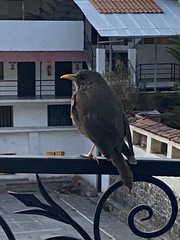 Turdus chiguanco