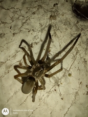 Kukulcania hibernalis