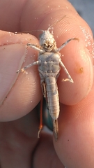 Trimerotropis maritima