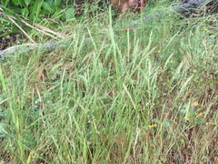 Festuca bromoides