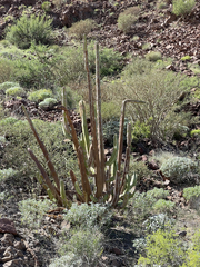 Lophocereus schottii