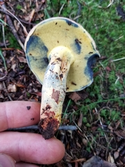 Boletus miniato-olivaceus