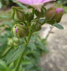 Malva alcea