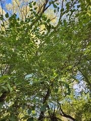 Alnus incana tenuifolia