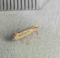 Plutella porrectella