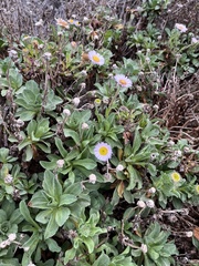 Erigeron glaucus