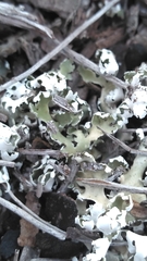 Cladonia prostrata