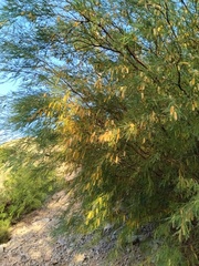 Prosopis flexuosa