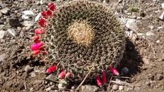 Mammillaria mystax
