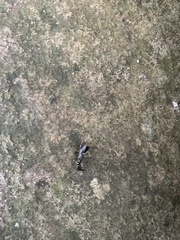 Odontomachus haematodus