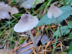 Mycena austrofilopes