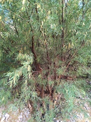 Prosopis flexuosa