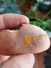 Boletus miniato-olivaceus