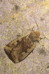 Conistra erythrocephala