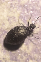 Meloe rugosus