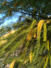 Prosopis flexuosa