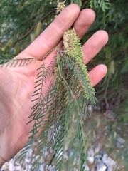 Prosopis flexuosa
