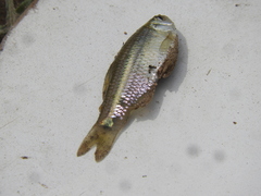 Cheirodon interruptus