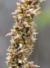 Carex tereticaulis