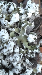 Cladonia prostrata